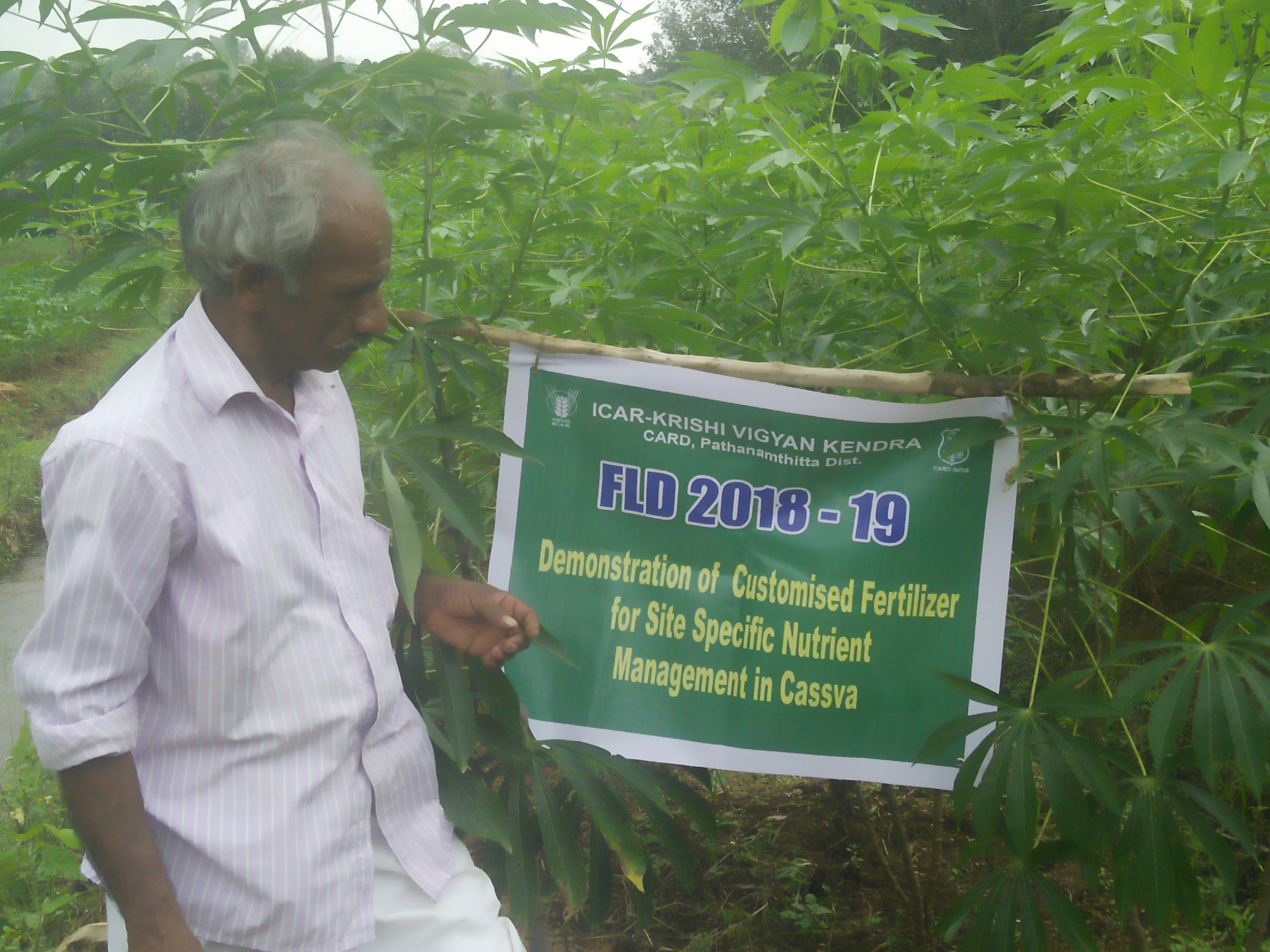 Fertiliser efficient variety cassava popularisation