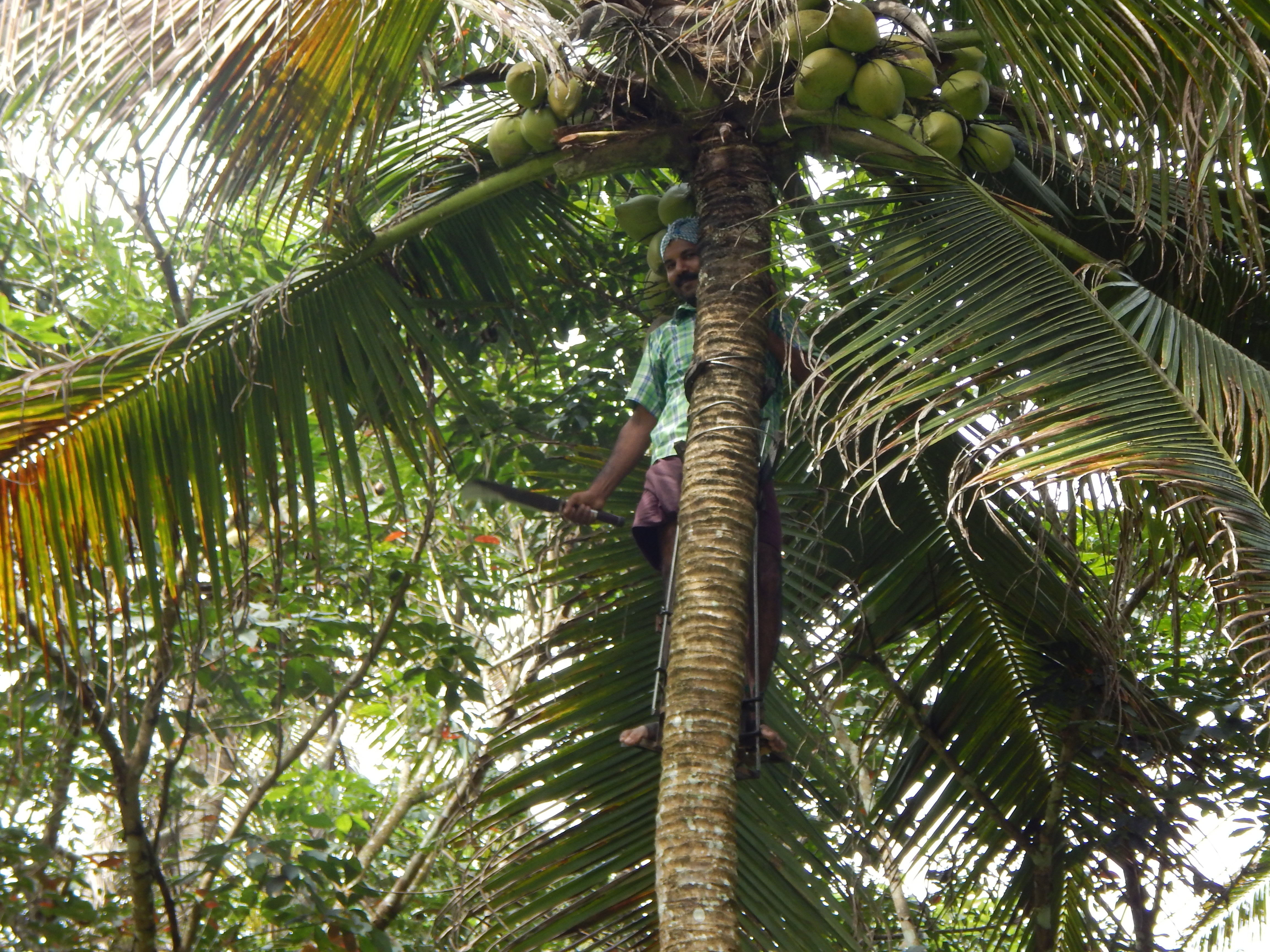 “Friends of Coconut” a helping hand to coconut farmer of the district  