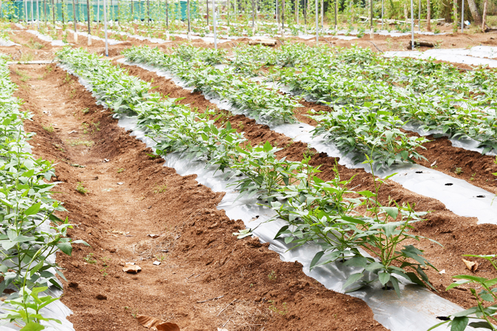 Plastic mulching and Drip fertigation for Bitter gourd